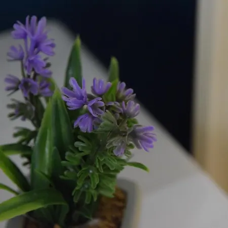 Konukevi Il Giardino Di Gio Floransa